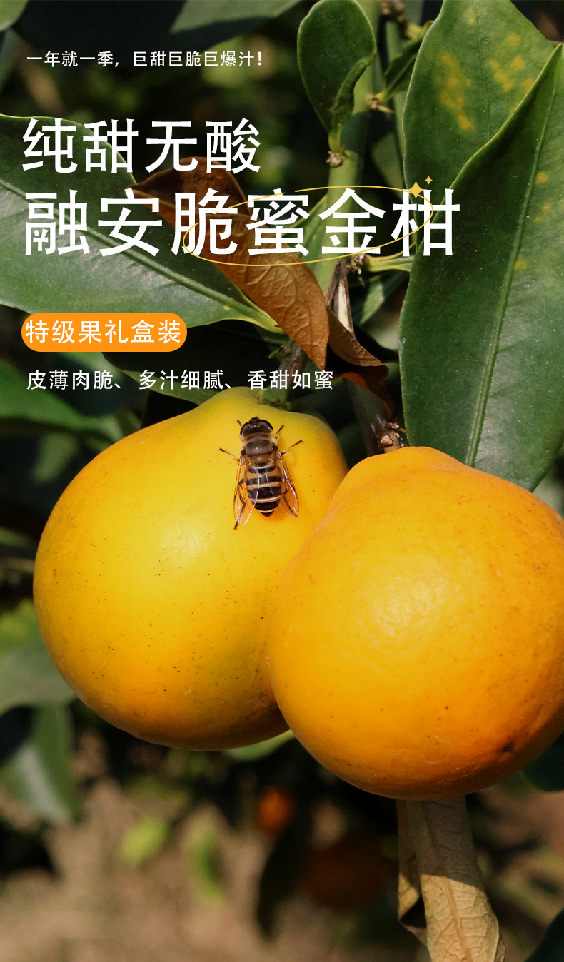 脆蜜金柑详情页_01.jpg