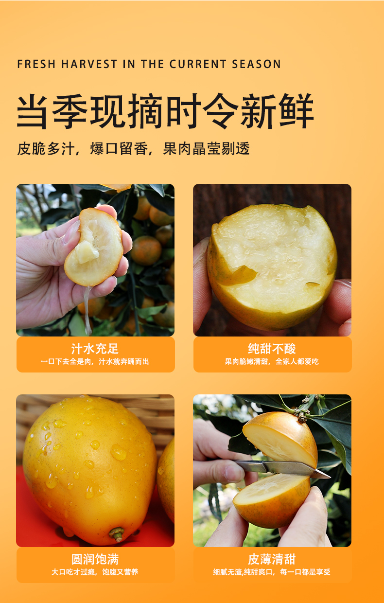 脆蜜金柑详情页_06.jpg