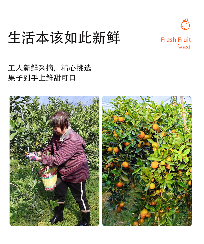 脆蜜金柑详情页_07.jpg